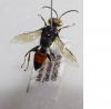 Astata rufipes rufipes